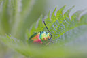 BUITEN BEELD Foto: 28262
