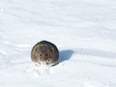 BUITEN BEELD Foto: 28338