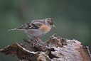 BUITEN BEELD Foto: 28342