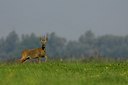BUITEN BEELD Foto: 28392
