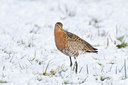 BUITEN BEELD Foto: 28400