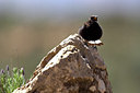 BUITEN BEELD Foto: 28443