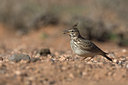 BUITEN BEELD Foto: 28475