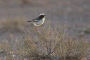 BUITEN BEELD Foto: 28502