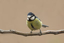 BUITEN BEELD Foto: 28515