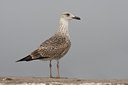 BUITEN BEELD Foto: 28538