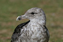 BUITEN BEELD Foto: 28602