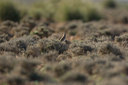 BUITEN BEELD Foto: 28620