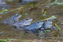 BUITEN BEELD Foto: 28621
