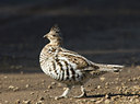 BUITEN BEELD Foto: 28624