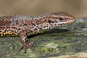 BUITEN BEELD Foto: 28652