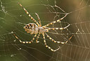 BUITEN BEELD Foto: 28694