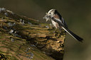 BUITEN BEELD Foto: 28700