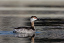 BUITEN BEELD Foto: 28726
