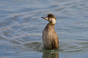 BUITEN BEELD Foto: 28729