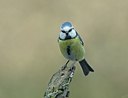 BUITEN BEELD Foto: 28743