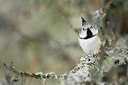BUITEN BEELD Foto: 28746