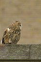 BUITEN BEELD Foto: 28876