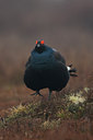 BUITEN BEELD Foto: 28908