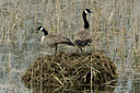 BUITEN BEELD Foto: 28910