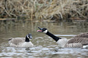 BUITEN BEELD Foto: 28919