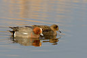 BUITEN BEELD Foto: 28934