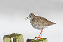BUITEN BEELD Foto: 28936