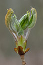 BUITEN BEELD Foto: 28994