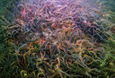 BUITEN BEELD Foto: 289290