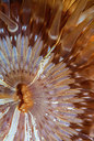 BUITEN BEELD Foto: 289315