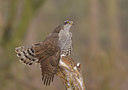 BUITEN BEELD Foto: 289496