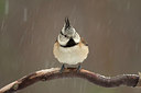 BUITEN BEELD Foto: 289509