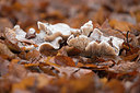 BUITEN BEELD Foto: 289531