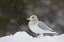 BUITEN BEELD Foto: 289582