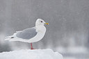 BUITEN BEELD Foto: 289585