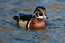 BUITEN BEELD Foto: 289596