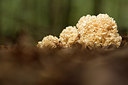 BUITEN BEELD Foto: 289614