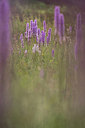 BUITEN BEELD Foto: 289649