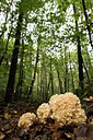 BUITEN BEELD Foto: 289675
