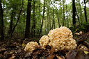 BUITEN BEELD Foto: 289676