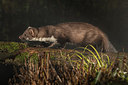 BUITEN BEELD Foto: 289678