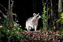 BUITEN BEELD Foto: 289701