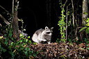 BUITEN BEELD Foto: 289702