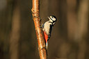 BUITEN BEELD Foto: 289789