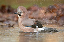 BUITEN BEELD Foto: 289803