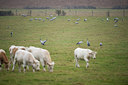 BUITEN BEELD Foto: 289834