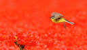 BUITEN BEELD Foto: 289955