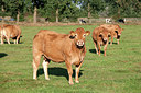 BUITEN BEELD Foto: 289990