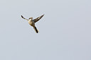 BUITEN BEELD Foto: 290011