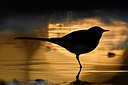 BUITEN BEELD Foto: 290086